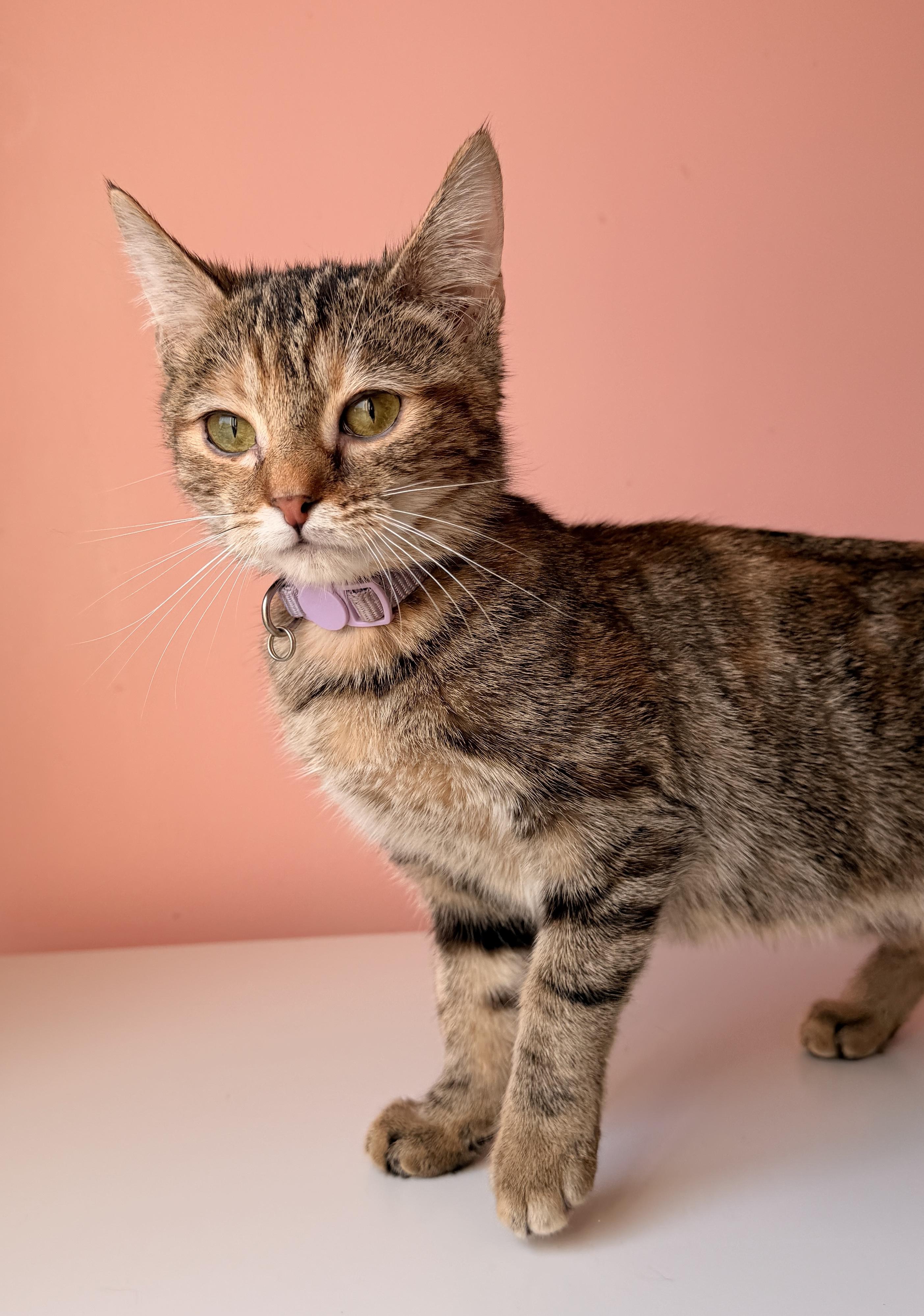 Enlarge MAPLE, a Adoptable mixed breed in New York, NY image 6/6