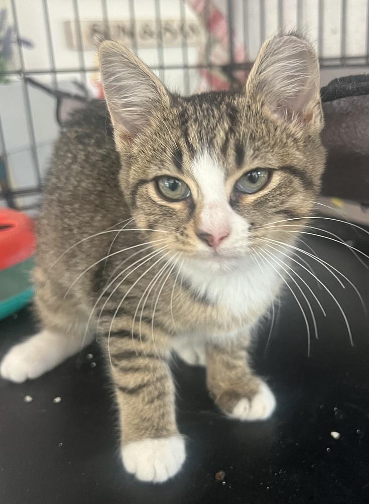 Jersey, Adoptable, Kitten Female Domestic Short Hair.