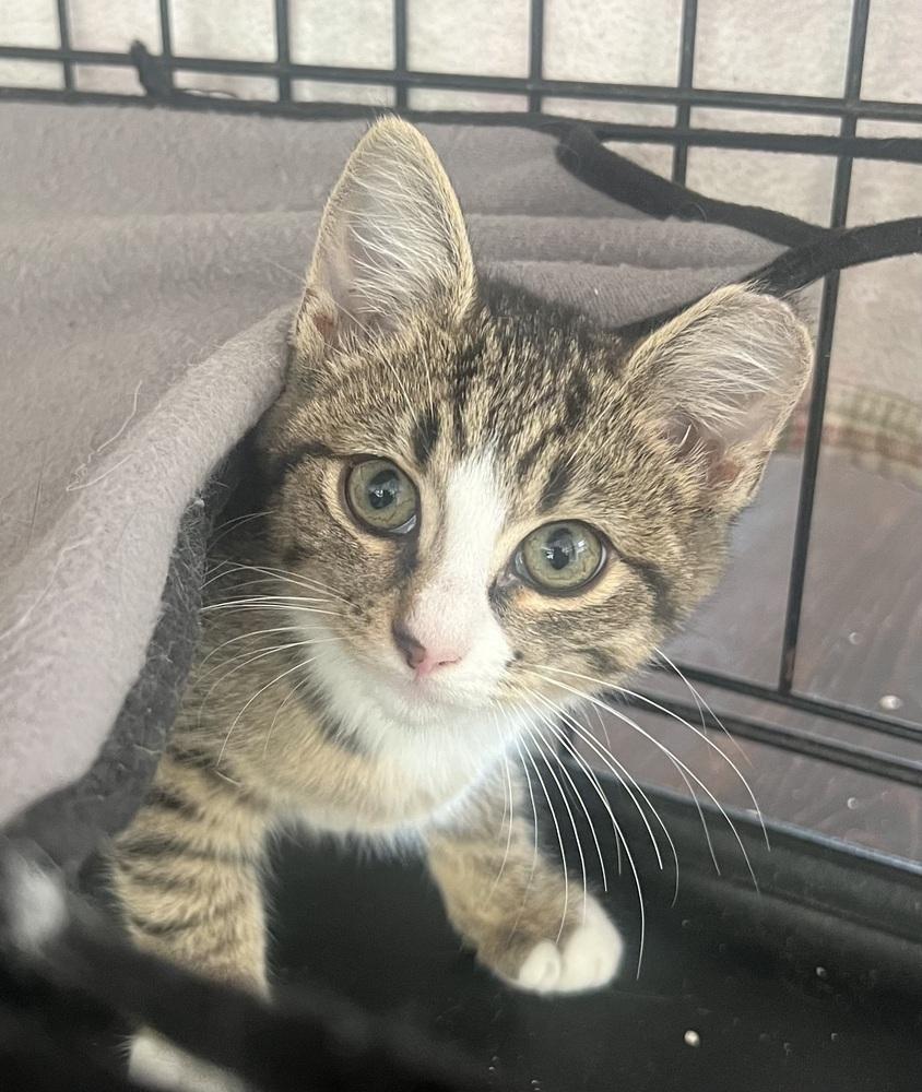 Enlarge Jersey, a Adoptable Domestic Short Hair in Ronkonkoma, NY image 3/3