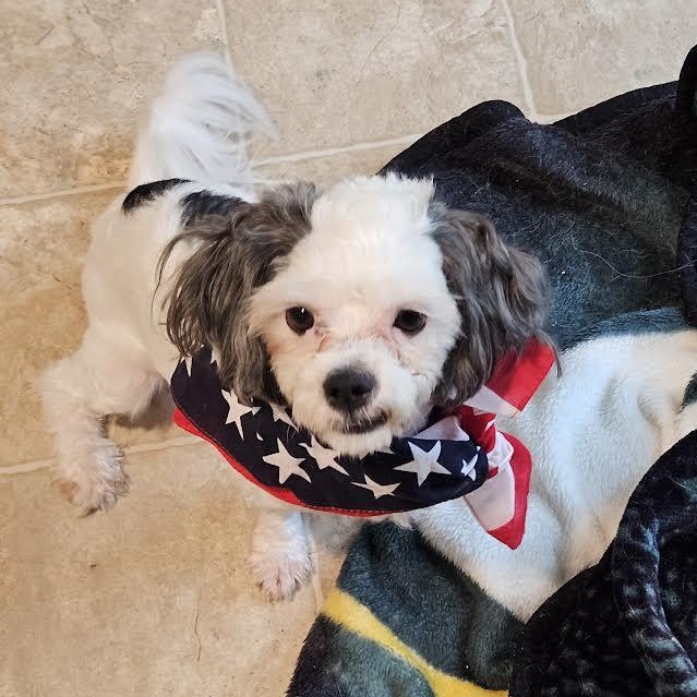 Enlarge Todd the Bod, a ADOPTABLE mixed breed in Midlothian, VA image 2/6