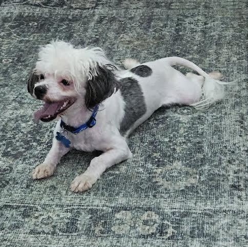 Enlarge Todd the Bod, a ADOPTABLE mixed breed in Midlothian, VA image 1/6