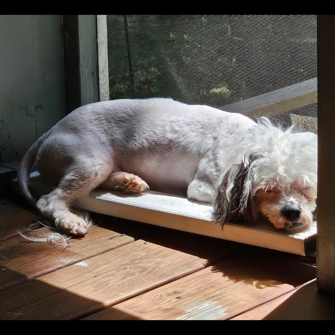 Enlarge Todd the Bod, a ADOPTABLE mixed breed in Midlothian, VA image 4/6