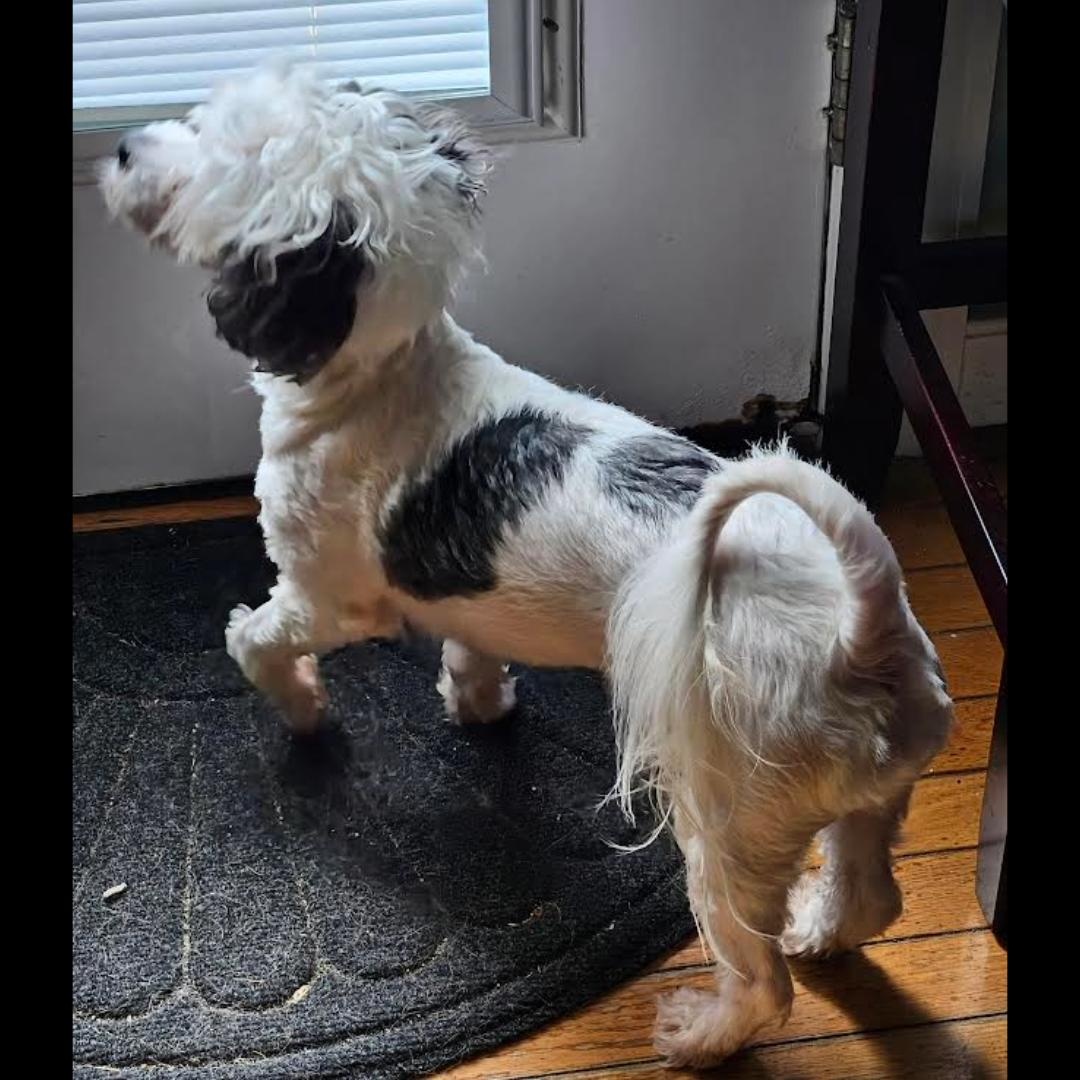 Enlarge Todd the Bod, a ADOPTABLE mixed breed in Midlothian, VA image 5/6