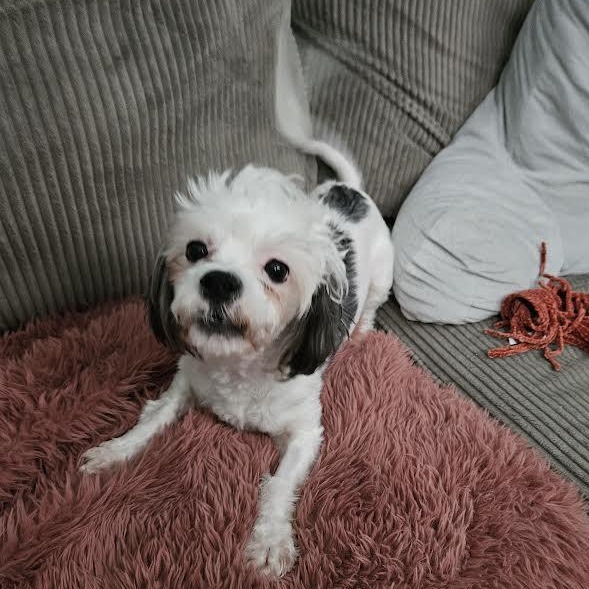 Enlarge Todd the Bod, a ADOPTABLE mixed breed in Midlothian, VA image 3/6