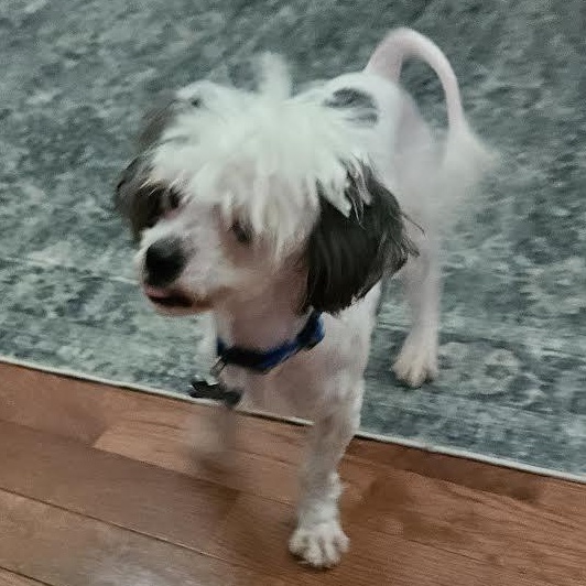 Enlarge Todd the Bod, a ADOPTABLE mixed breed in Midlothian, VA image 6/6