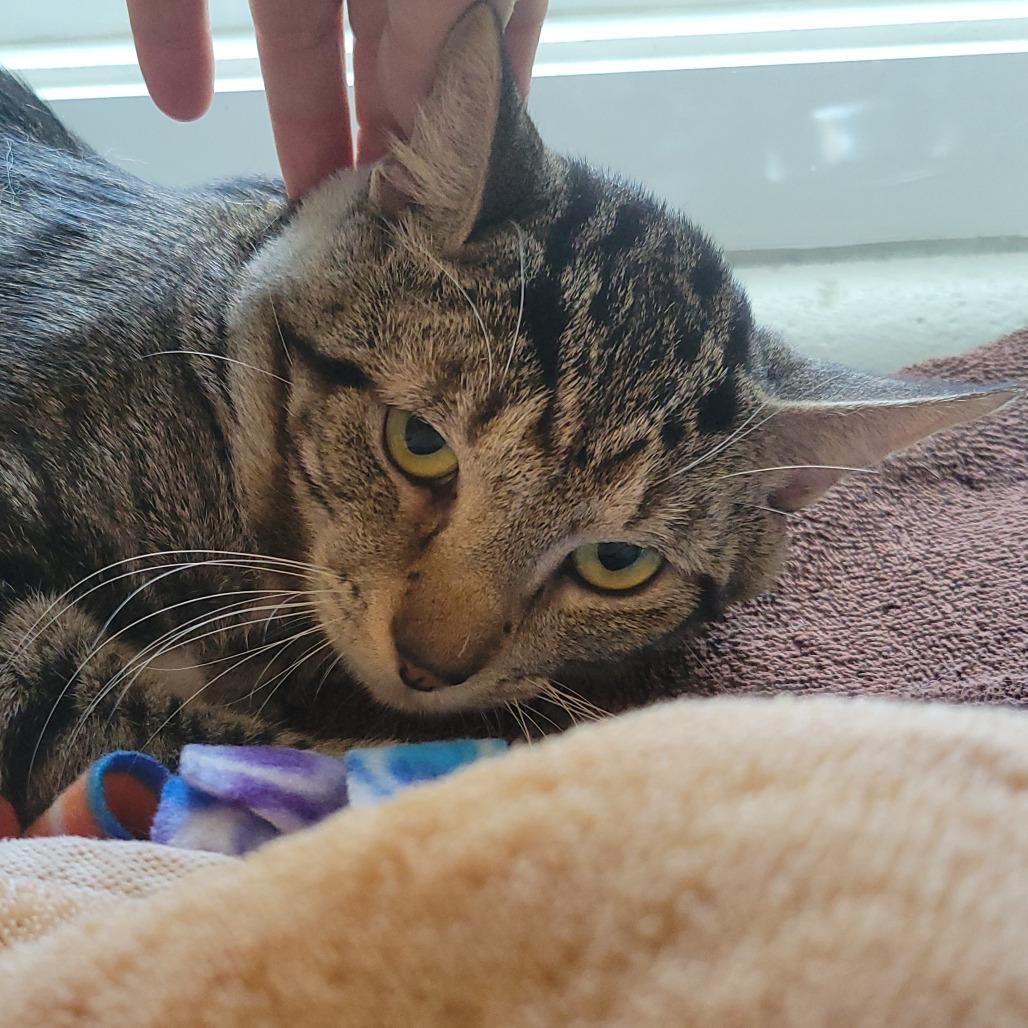 Enlarge Atari, a Adoptable Domestic Short Hair in Ridgely, MD image 1/3