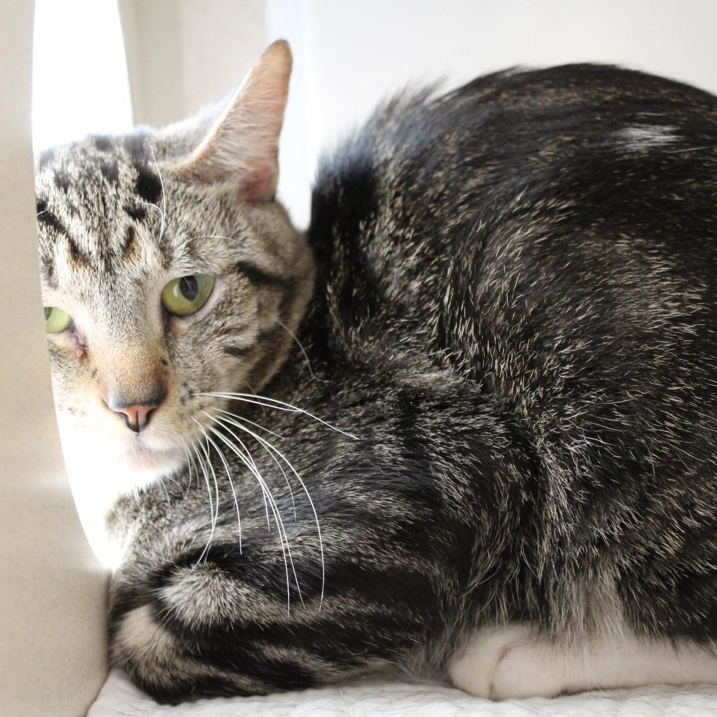 Enlarge Atari, a Adoptable Domestic Short Hair in Ridgely, MD image 2/3