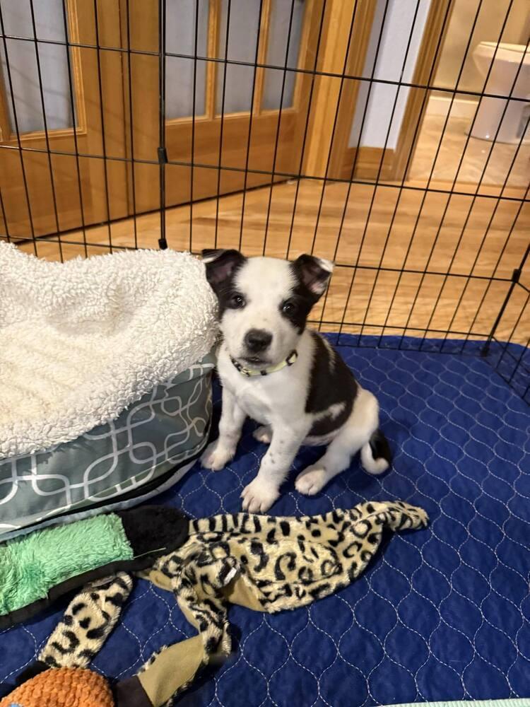 Mumu, a Adoptable mixed breed in Aurora, CO image 1/6