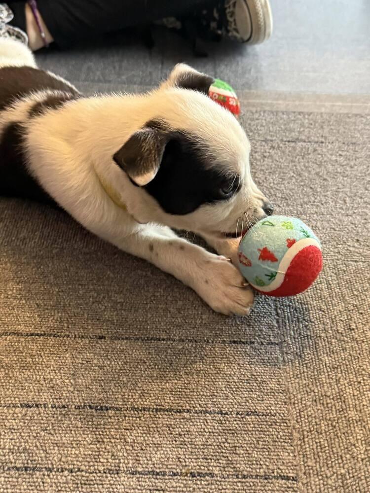 Mumu, a Adoptable mixed breed in Aurora, CO image 2/6