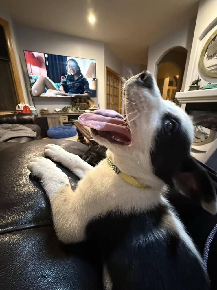 Mumu, a Adoptable mixed breed in Aurora, CO image 3/6