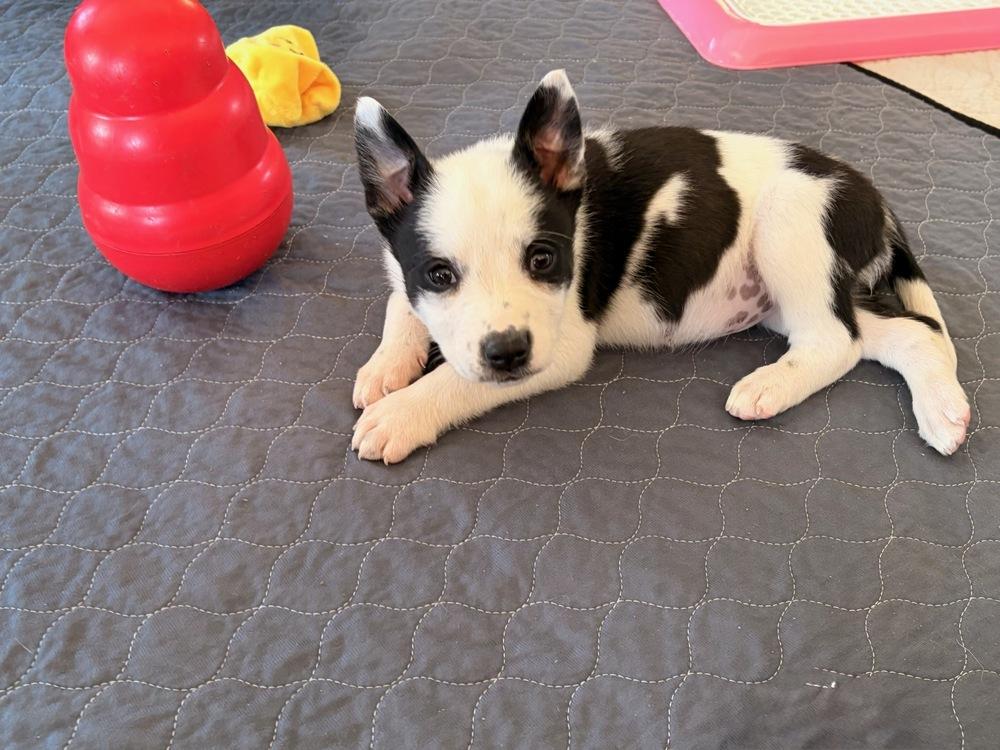 Mumu, Adoptable, Puppy Female Collie & Labrador Retriever.