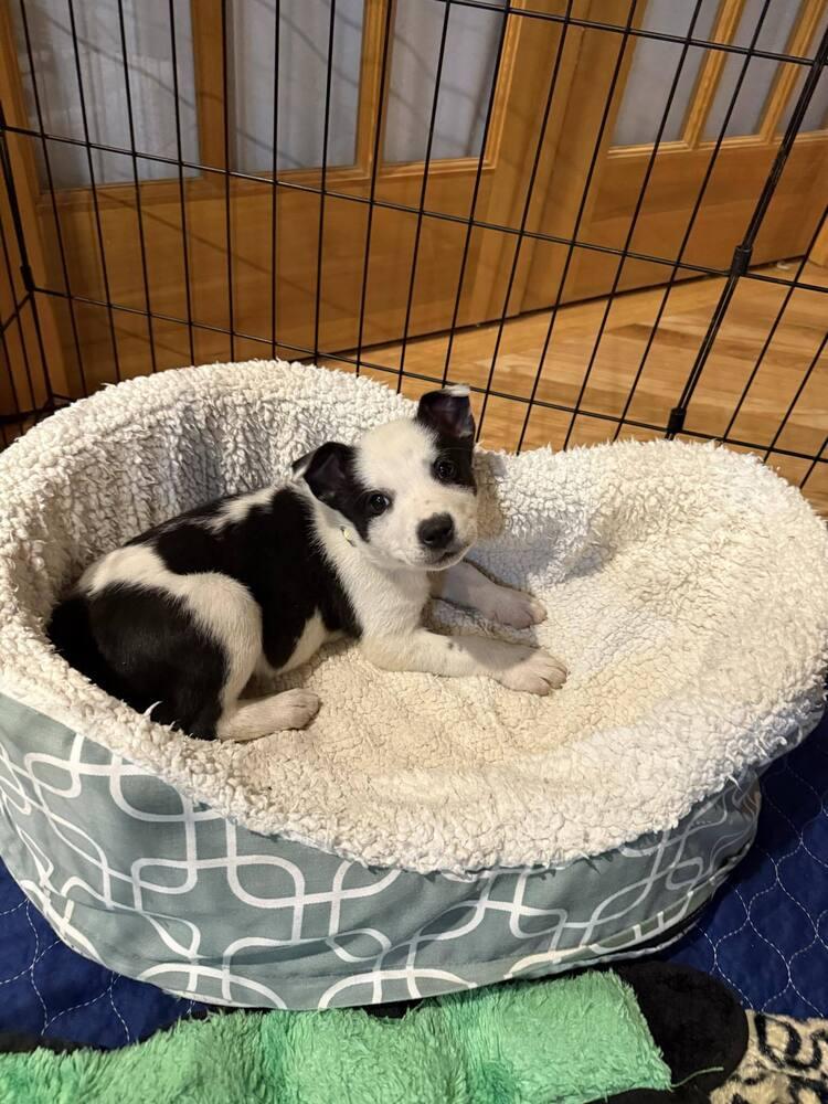 Mumu, a Adoptable mixed breed in Aurora, CO image 5/6