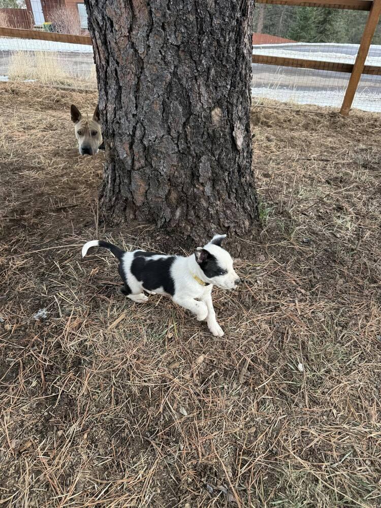 Mumu, a Adoptable mixed breed in Aurora, CO image 6/6