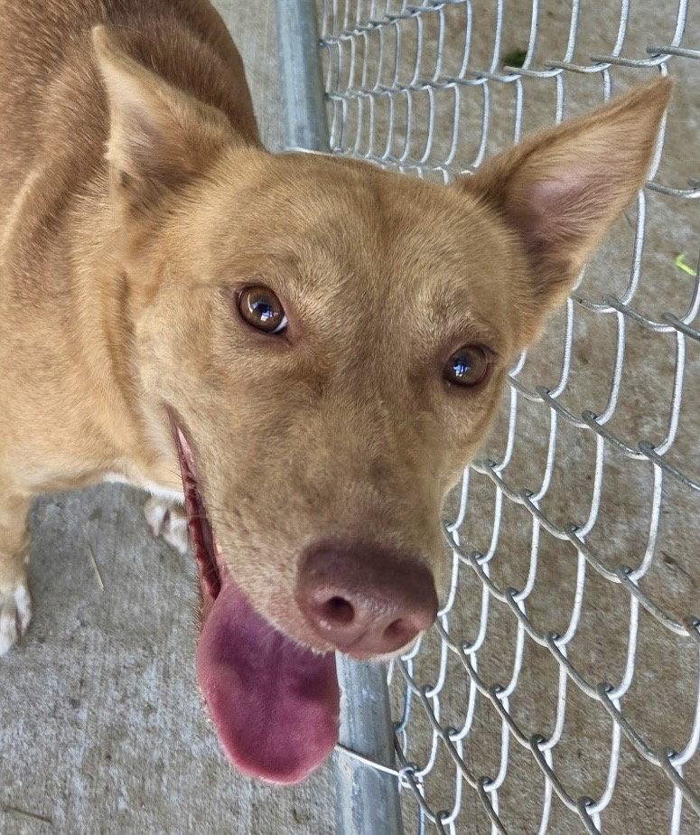 Enlarge Aspen, a Adoptable Shepherd in Carrollton, GA image 1/3