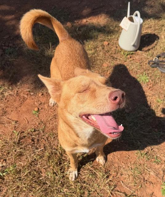 Enlarge Aspen, a Adoptable Shepherd in Carrollton, GA image 2/3