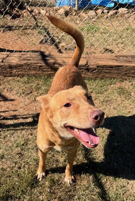 Enlarge Aspen, a Adoptable Shepherd in Carrollton, GA image 3/3