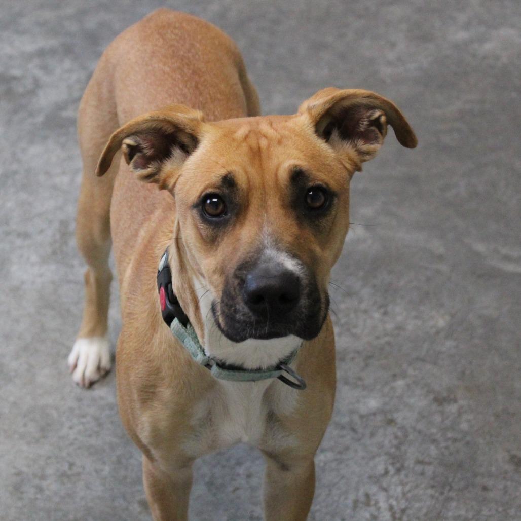 Butterfly, Adoptable, Young Female Boxer & Mixed Breed.