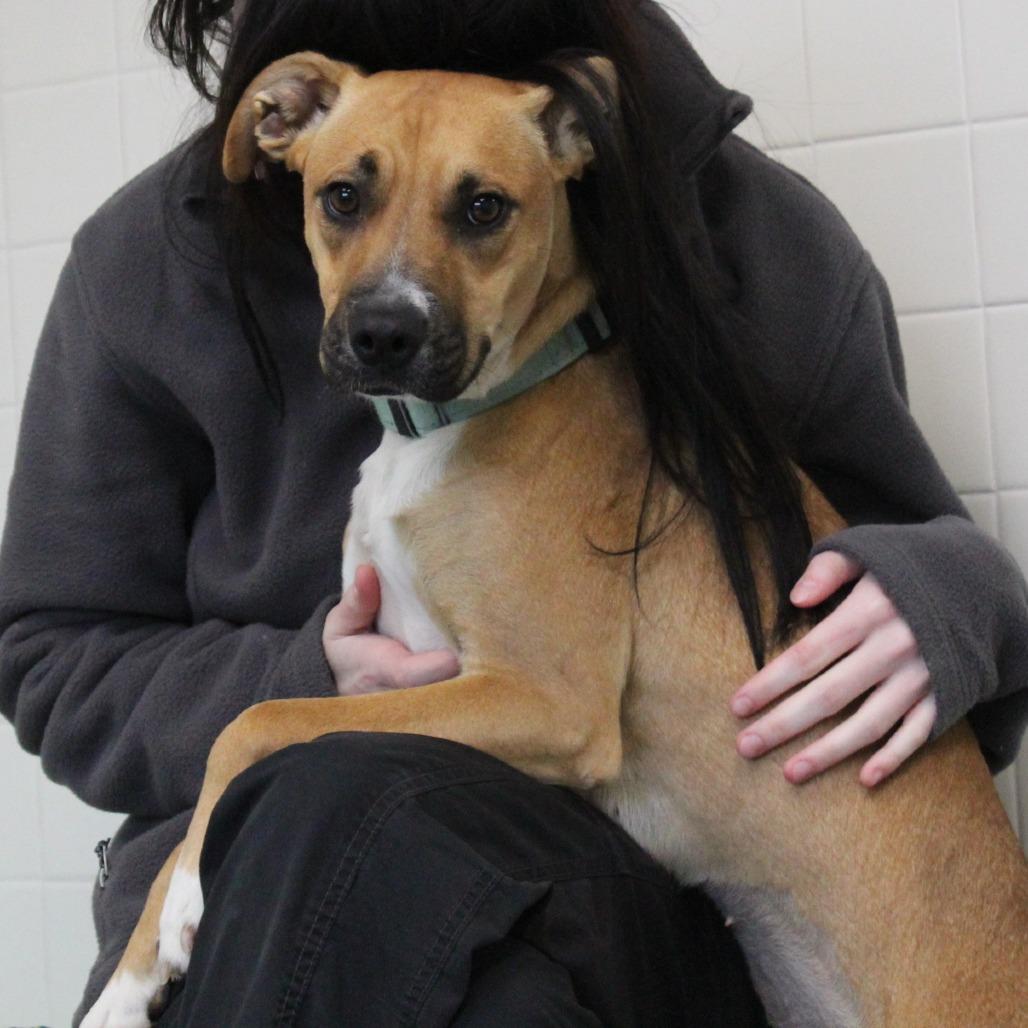 Enlarge Butterfly, a Adoptable mixed breed in Melbourne, KY image 2/6