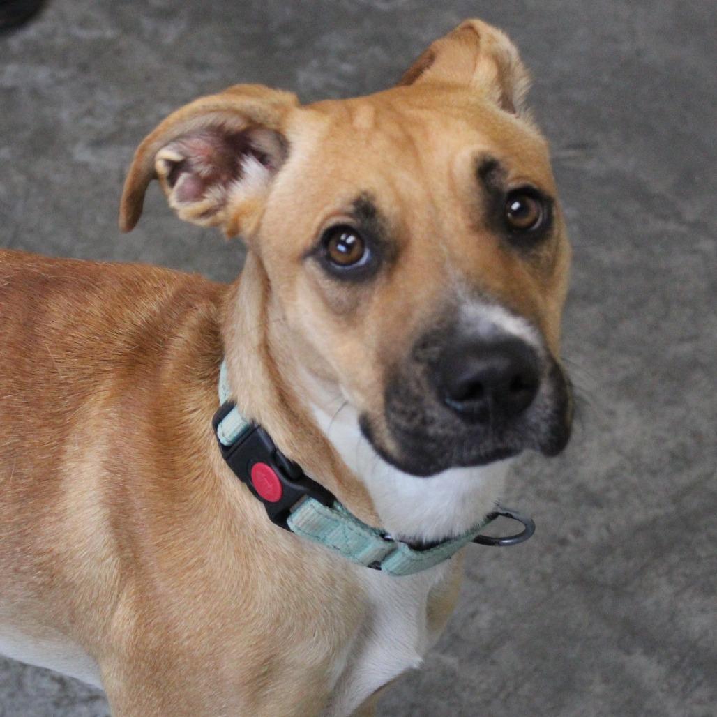 Enlarge Butterfly, a Adoptable mixed breed in Melbourne, KY image 4/6