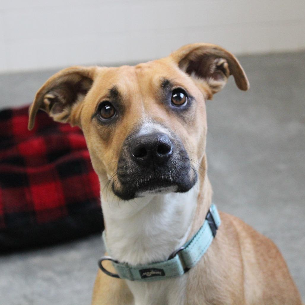 Enlarge Butterfly, a Adoptable mixed breed in Melbourne, KY image 5/6
