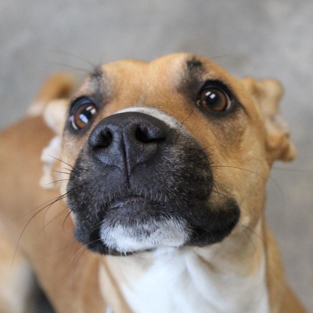 Enlarge Butterfly, a Adoptable mixed breed in Melbourne, KY image 6/6