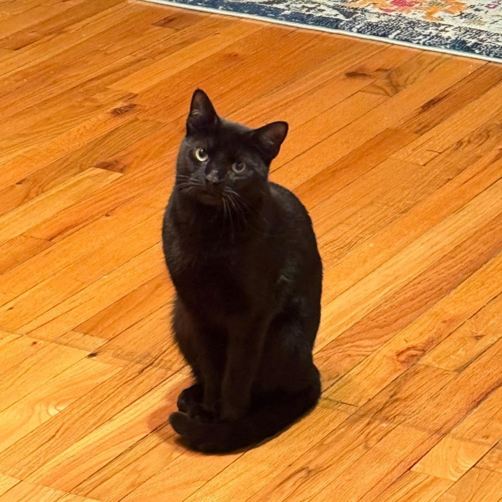 Squat, Adoptable, Young Female Domestic Short Hair.