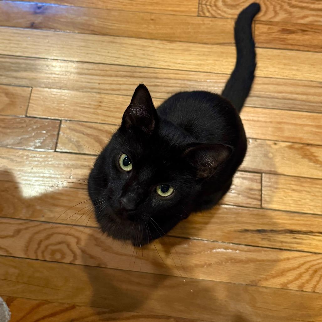 Enlarge Squat, a Adoptable Domestic Short Hair in New York, NY image 2/5