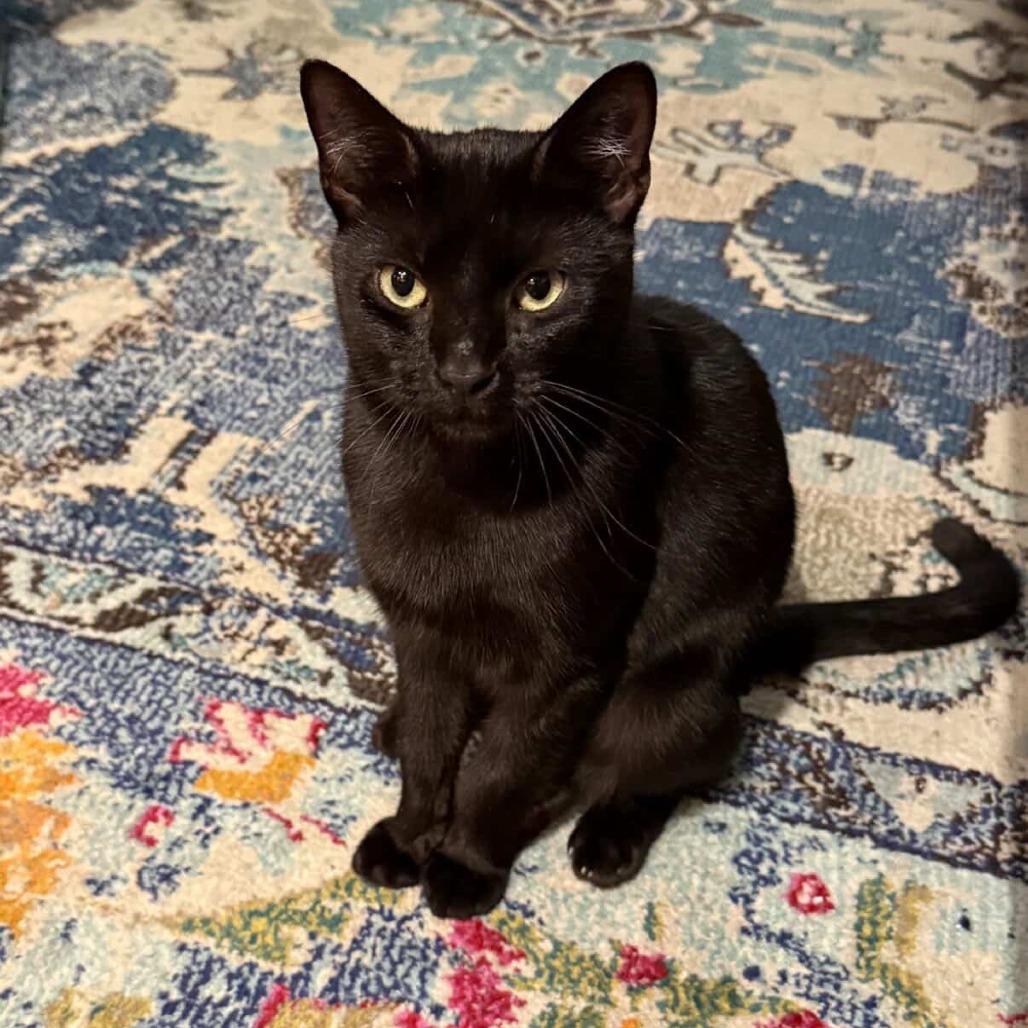 Enlarge Squat, a Adoptable Domestic Short Hair in New York, NY image 4/5