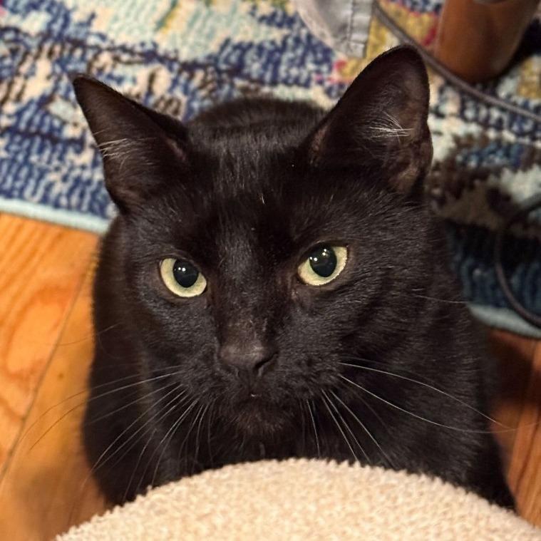 Squat, a Adoptable Domestic Short Hair in New York, NY image 4/5