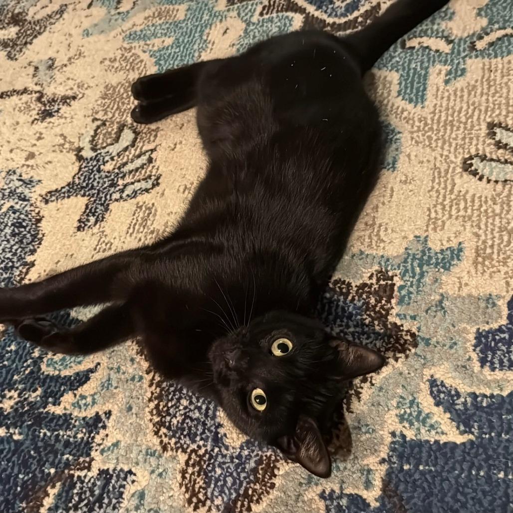 Enlarge Squat, a Adoptable Domestic Short Hair in New York, NY image 5/5