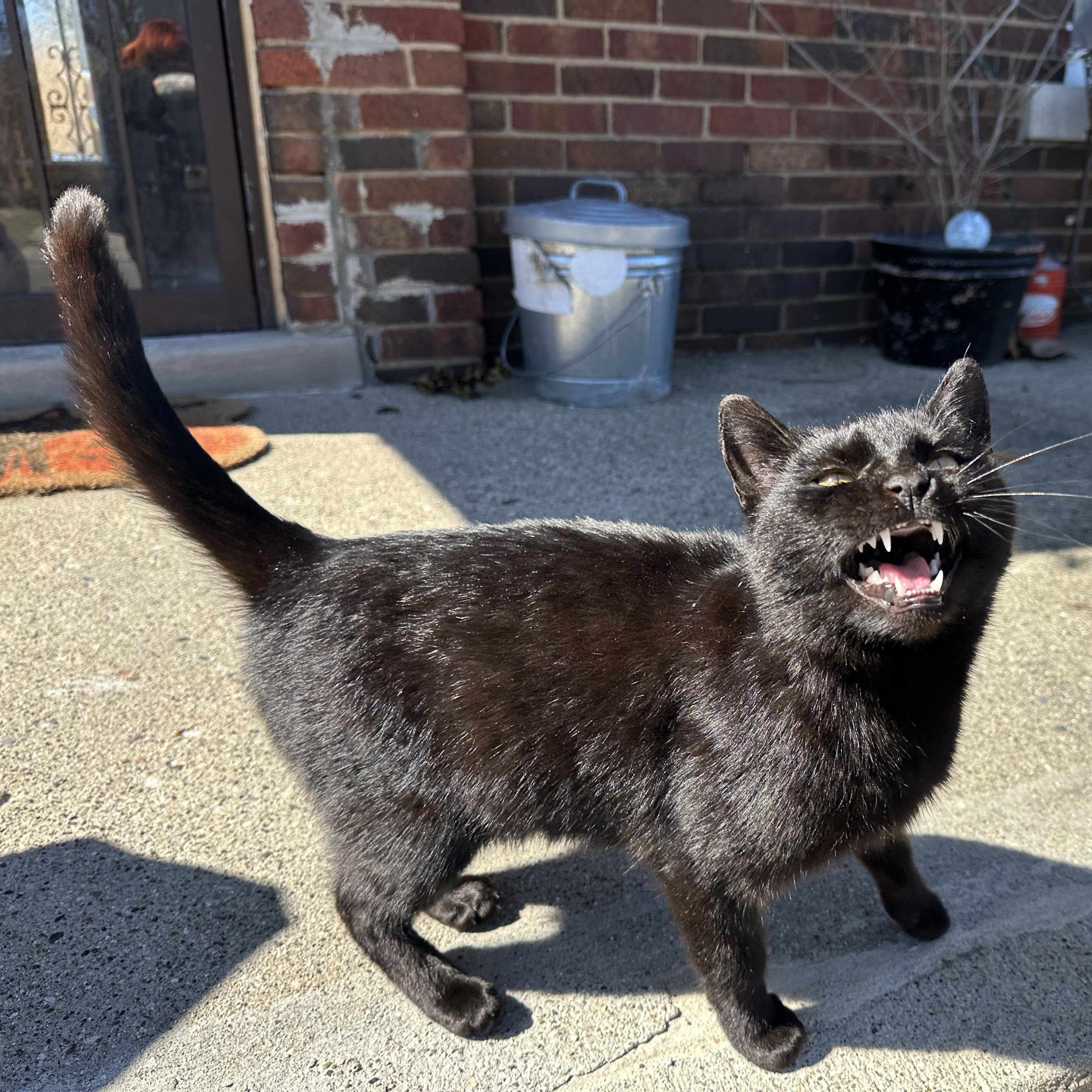 Enlarge Akasha, a Adoptable Domestic Short Hair in Detroit, MI image 2/3
