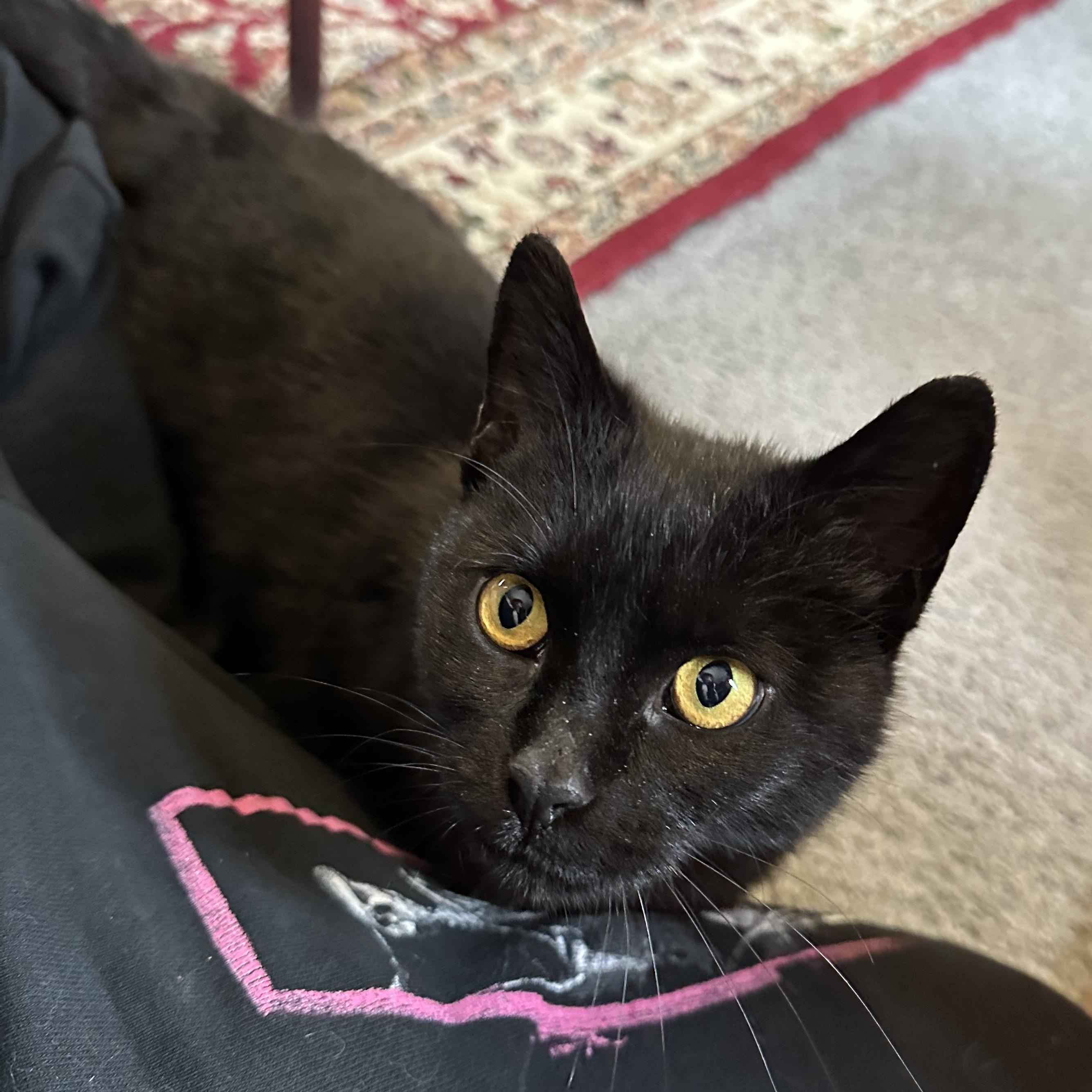 Enlarge Akasha, a Adoptable Domestic Short Hair in Detroit, MI image 3/3