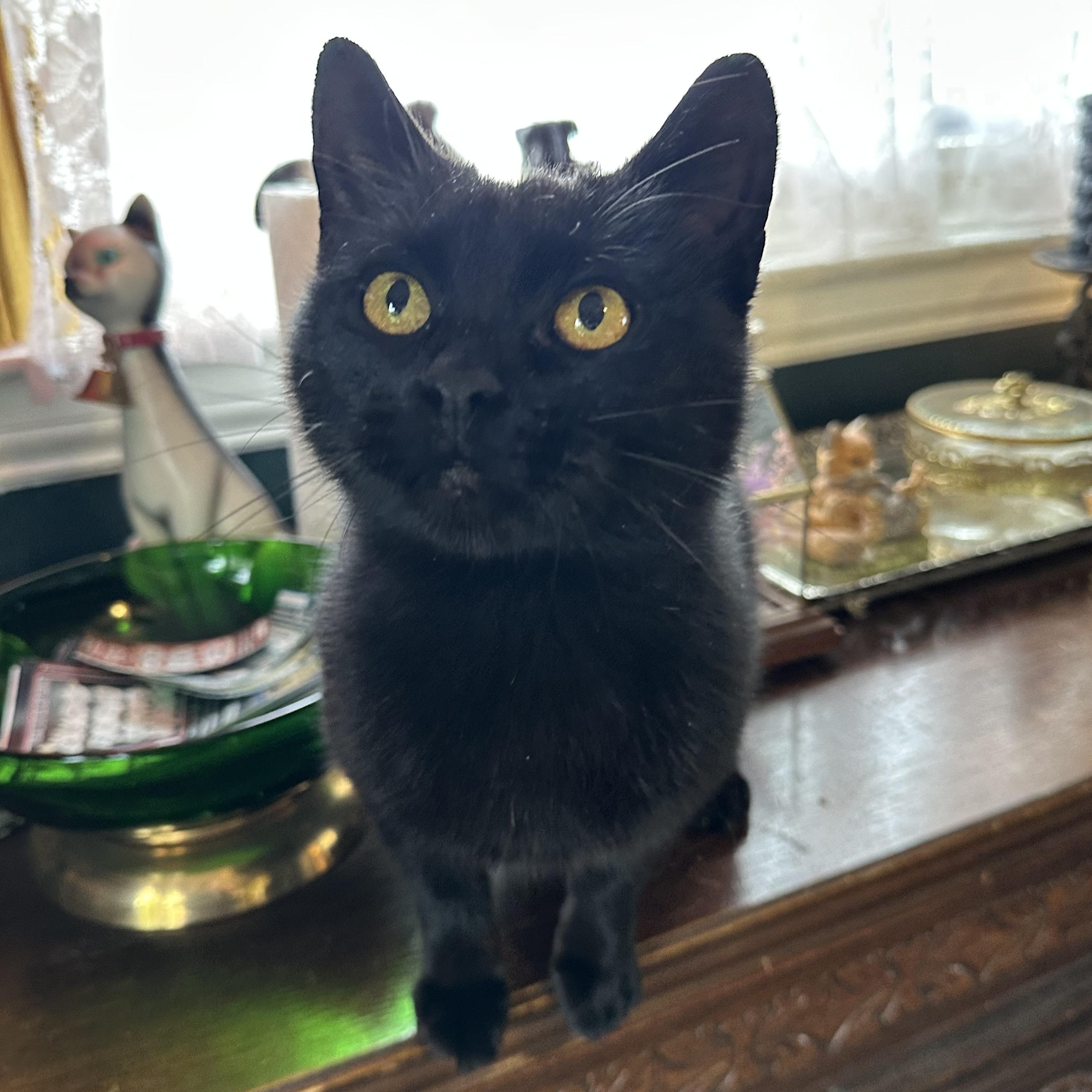 Akasha, Adoptable, Young Female Domestic Short Hair.