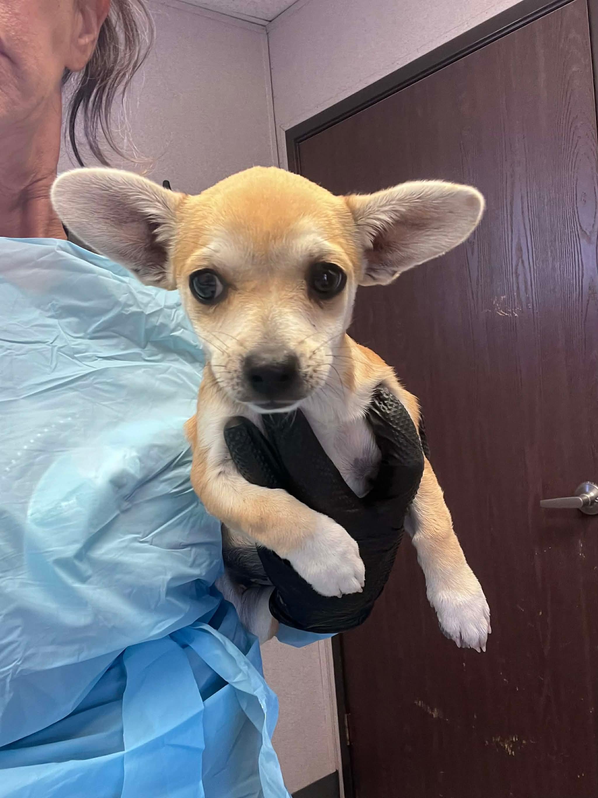 Enlarge Beatrice, a ADOPTABLE mixed breed in Concord, CA image 3/4