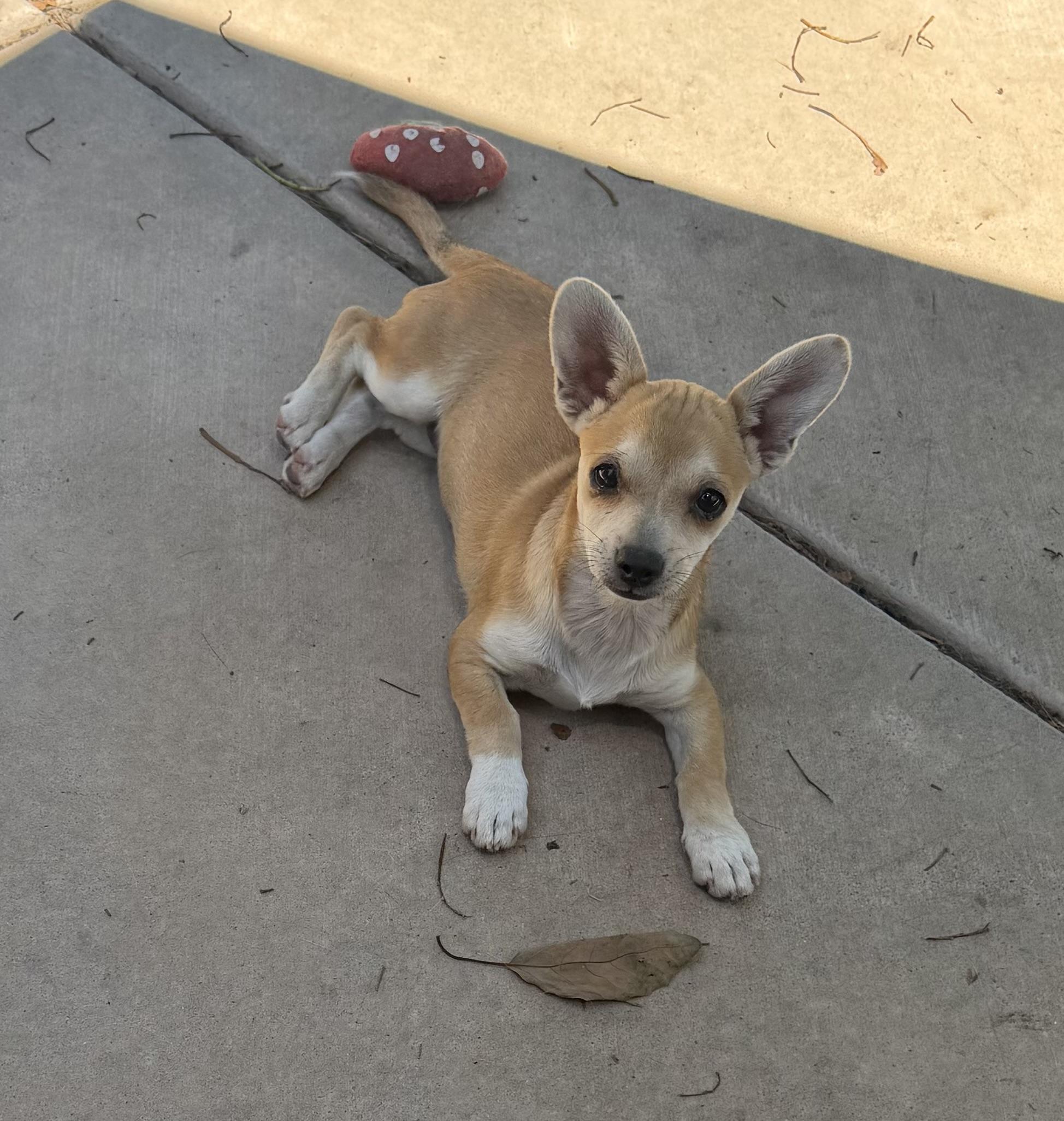 Beatrice, ADOPTABLE, Young Female Chihuahua.