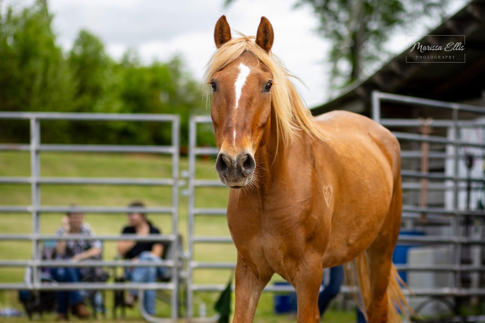 Enlarge Esperado ATFO 2026 Platinum Division, an adopted Mustang in Huntington, WV image 2/6