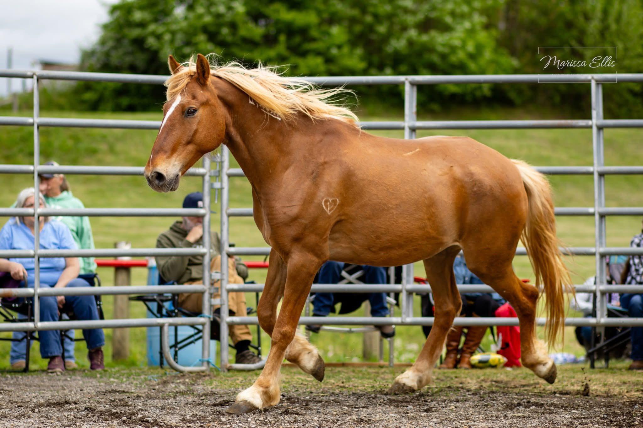 Enlarge Esperado ATFO 2026 Platinum Division, an adopted Mustang in Huntington, WV image 4/6