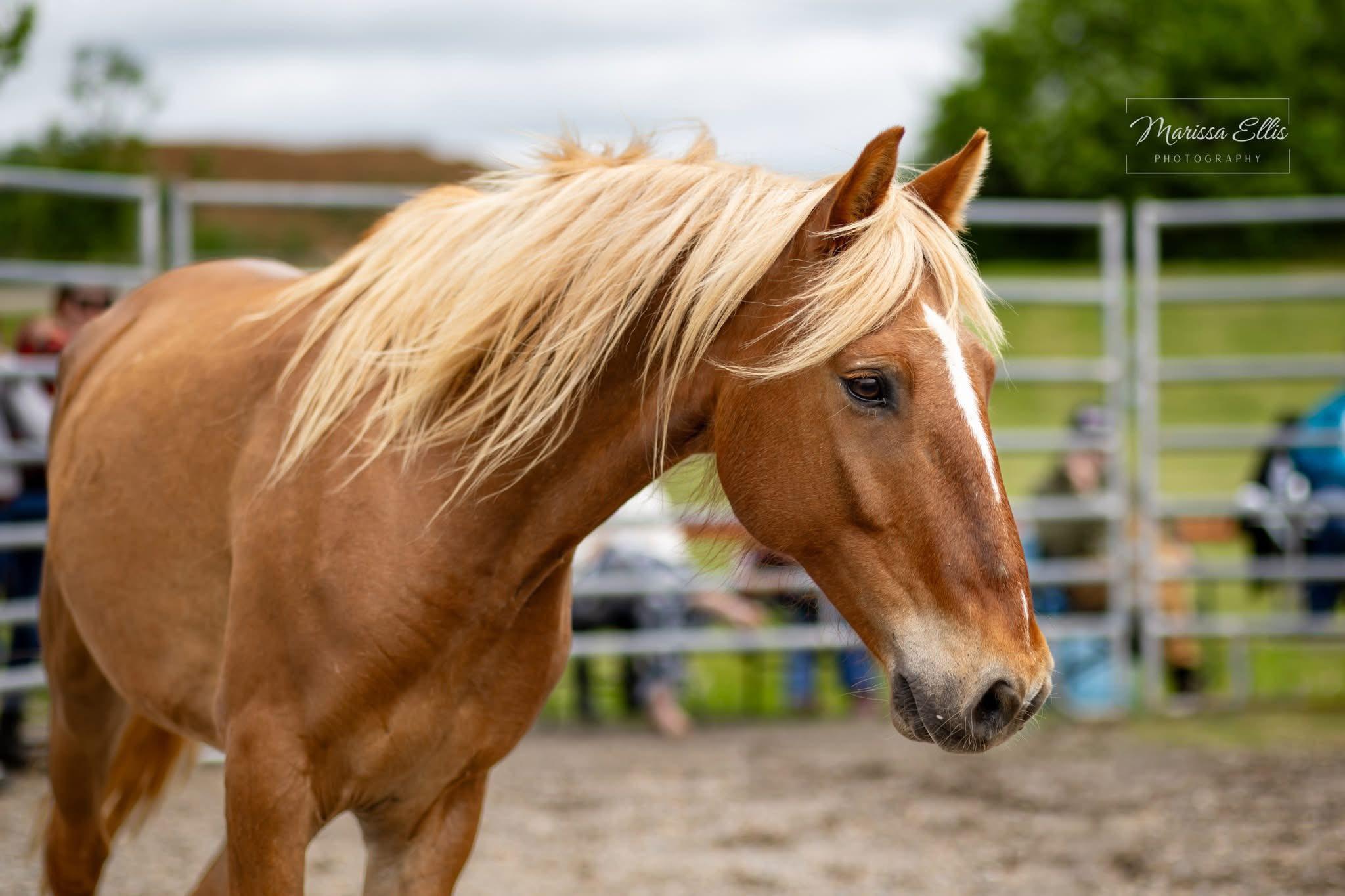 Enlarge Esperado ATFO 2026 Platinum Division, an adopted Mustang in Huntington, WV image 3/6