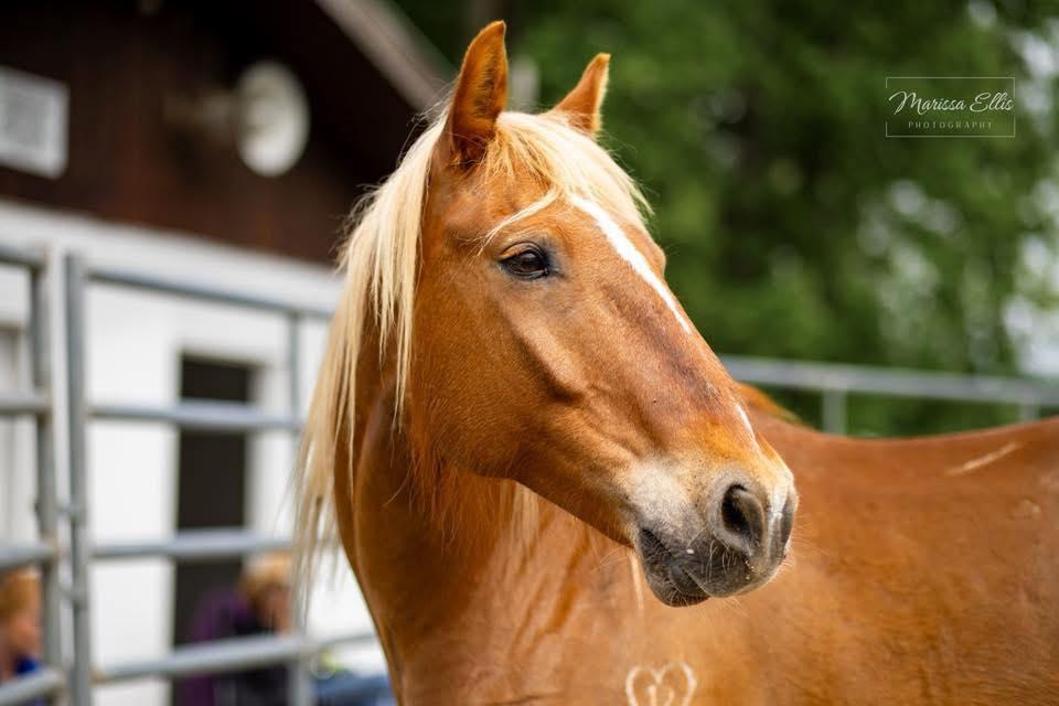 Enlarge Esperado ATFO 2026 Platinum Division, an adopted Mustang in Huntington, WV image 1/6