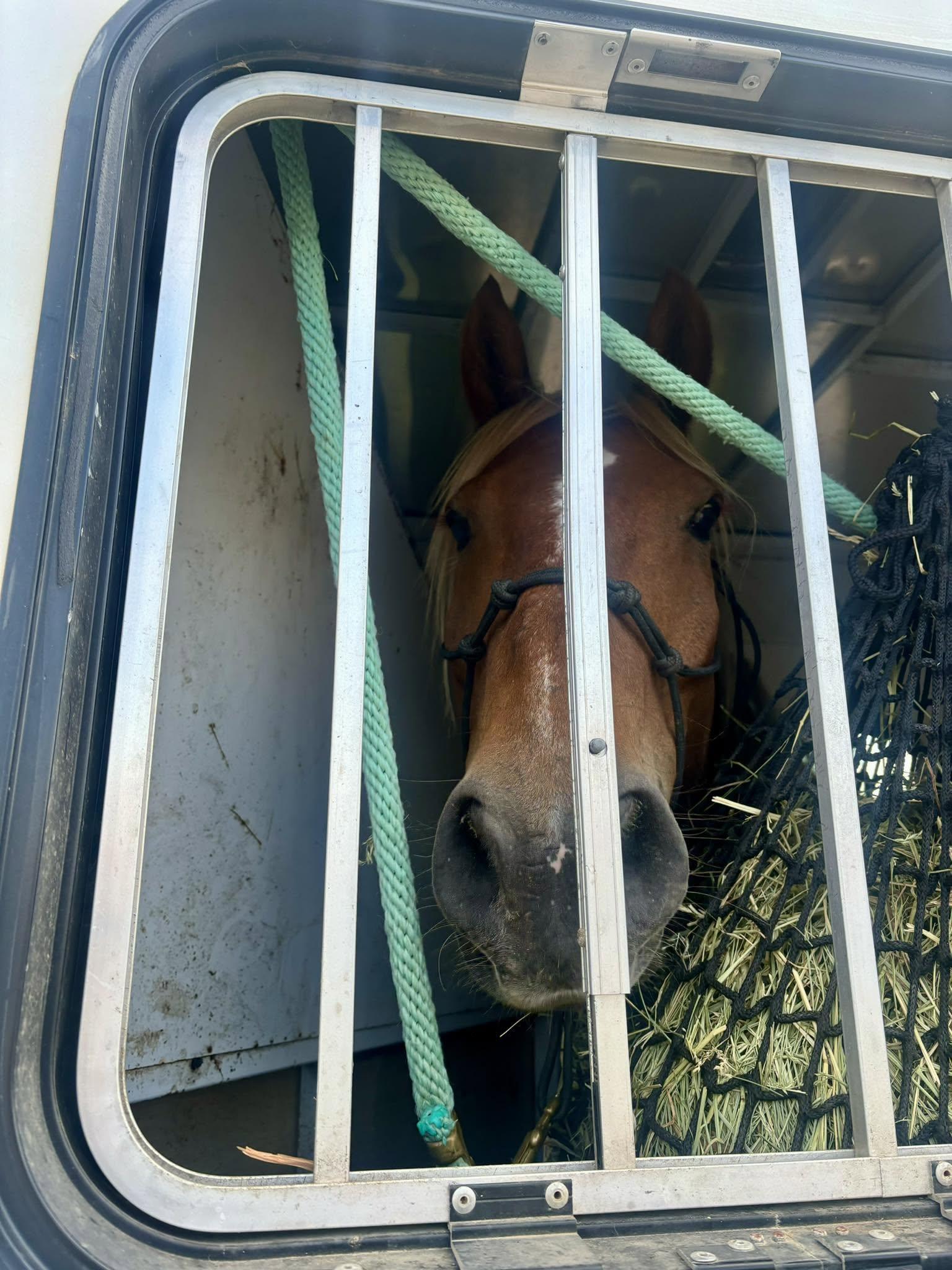 Enlarge Esperado ATFO 2026 Platinum Division, an adopted Mustang in Huntington, WV image 6/6