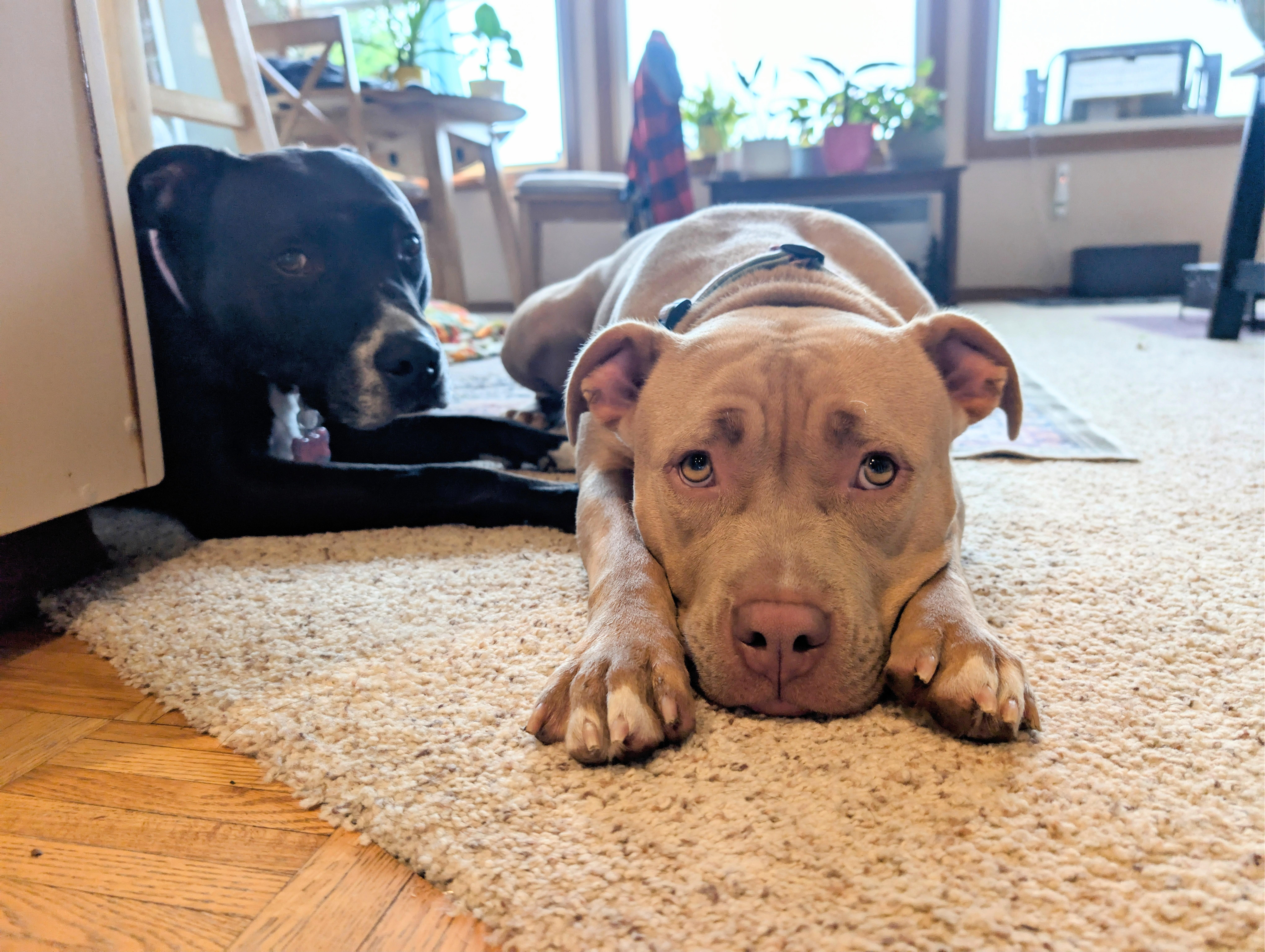 Honey, a Adopted American Bully in Olympia, WA image 5/6