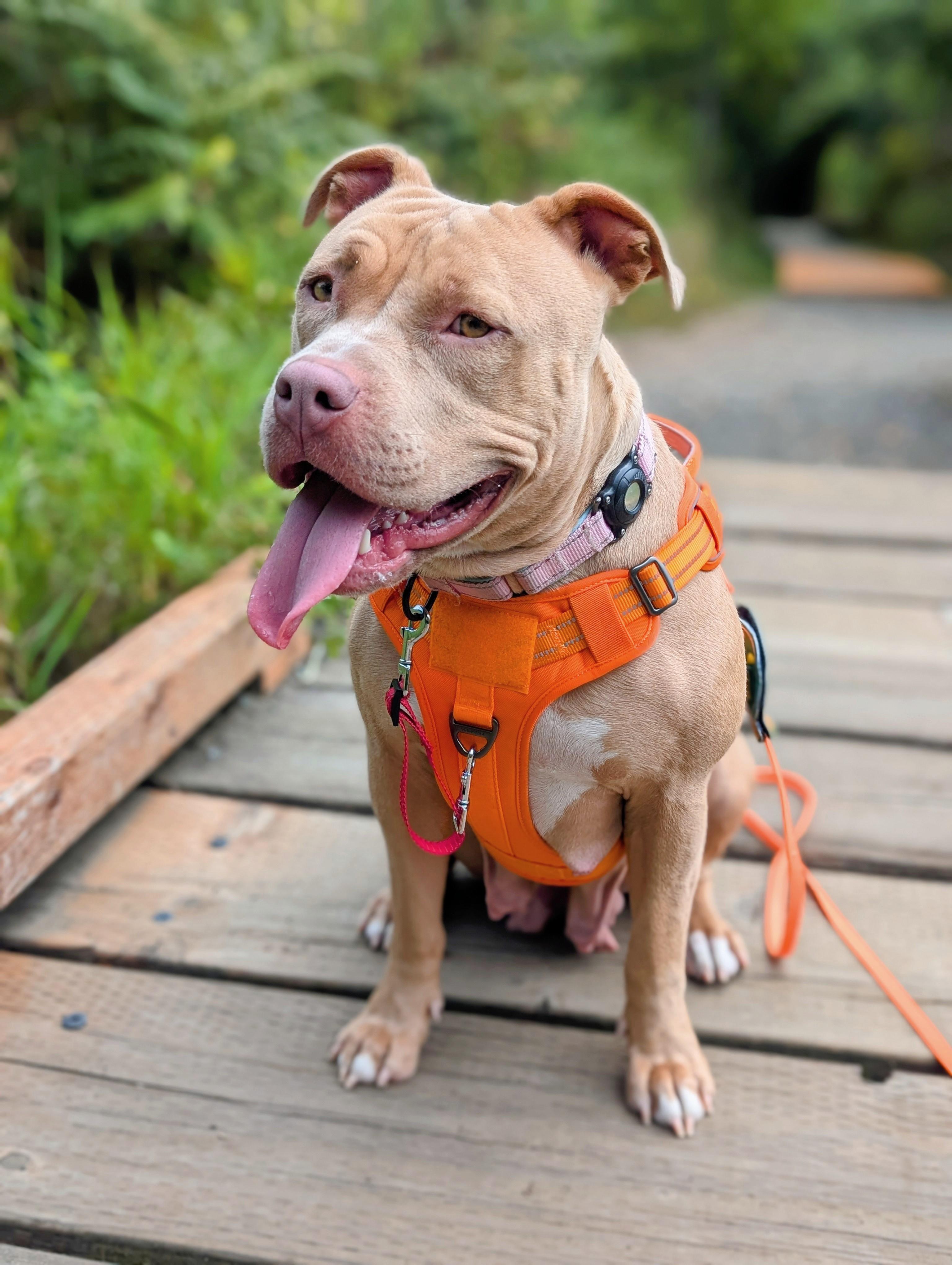 Honey, a Adopted American Bully in Olympia, WA image 2/6