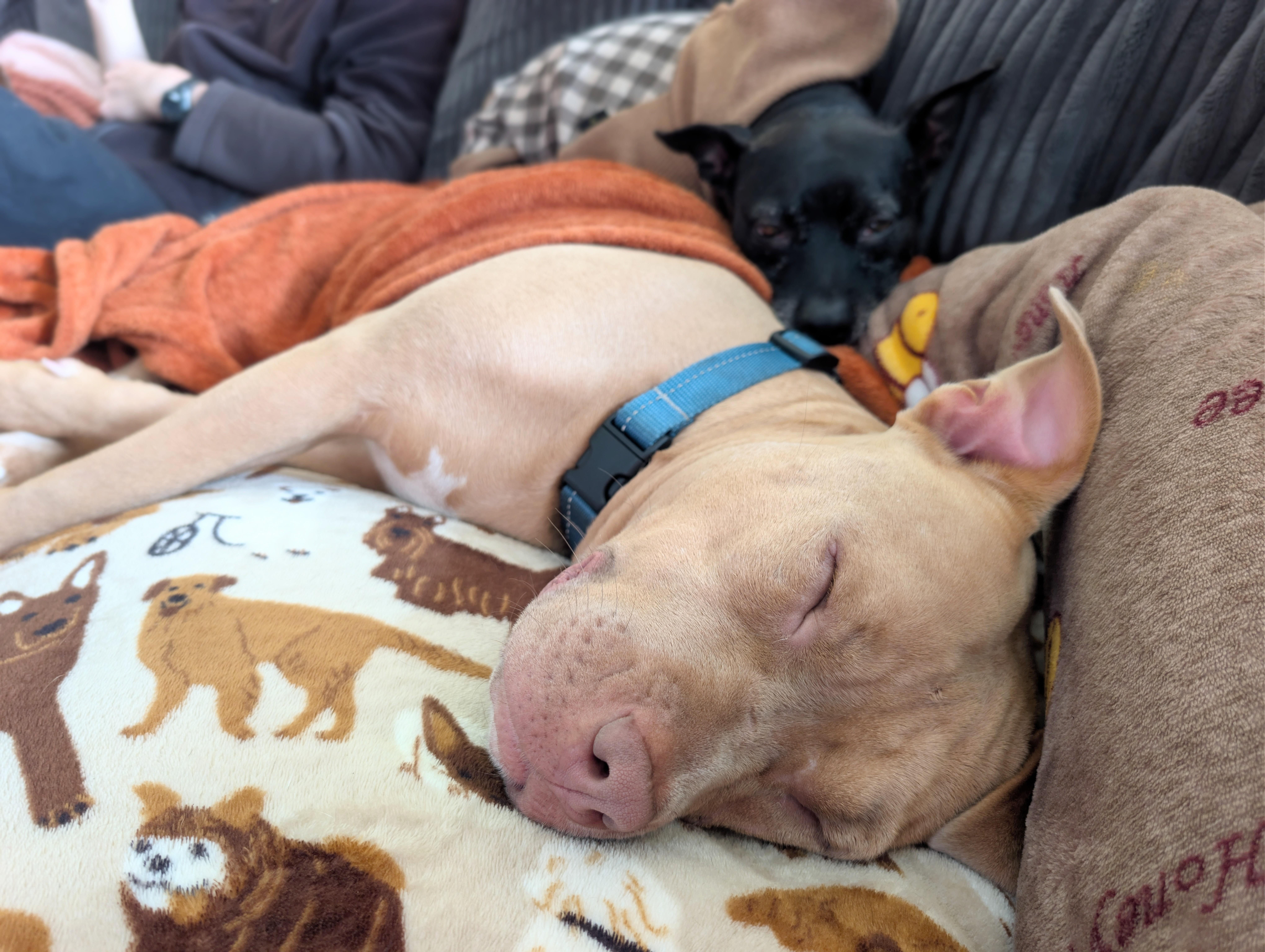 Honey, a Adopted American Bully in Olympia, WA image 3/6