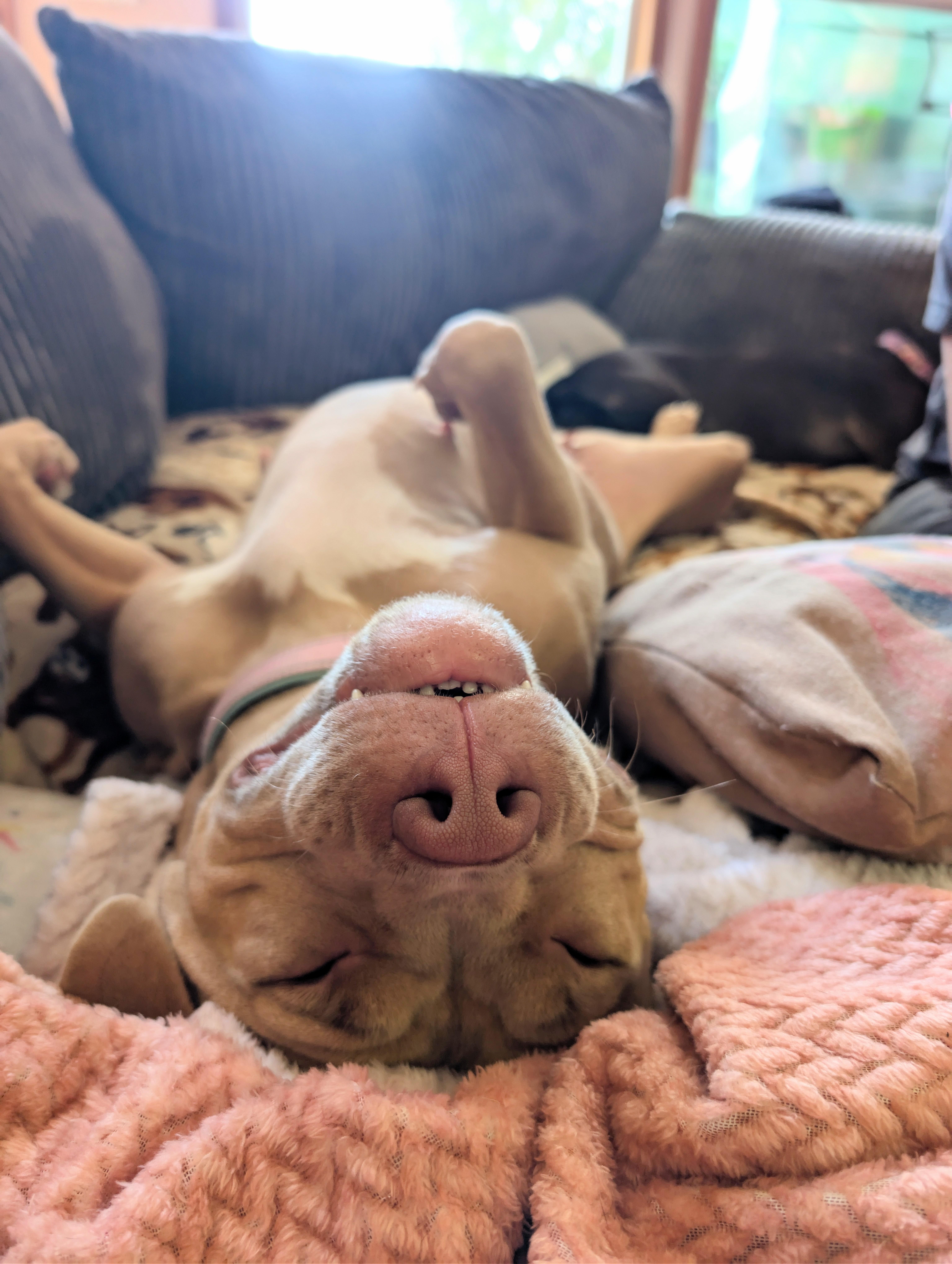 Honey, a Adopted American Bully in Olympia, WA image 4/6