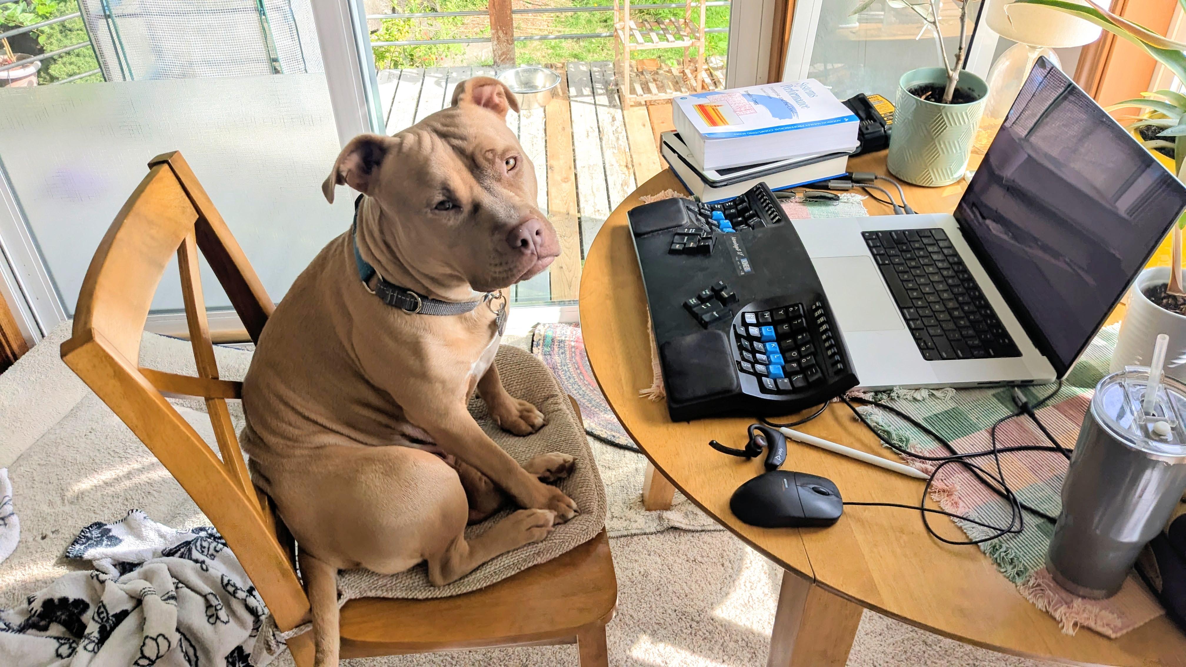 Honey, a Adopted American Bully in Olympia, WA image 6/6
