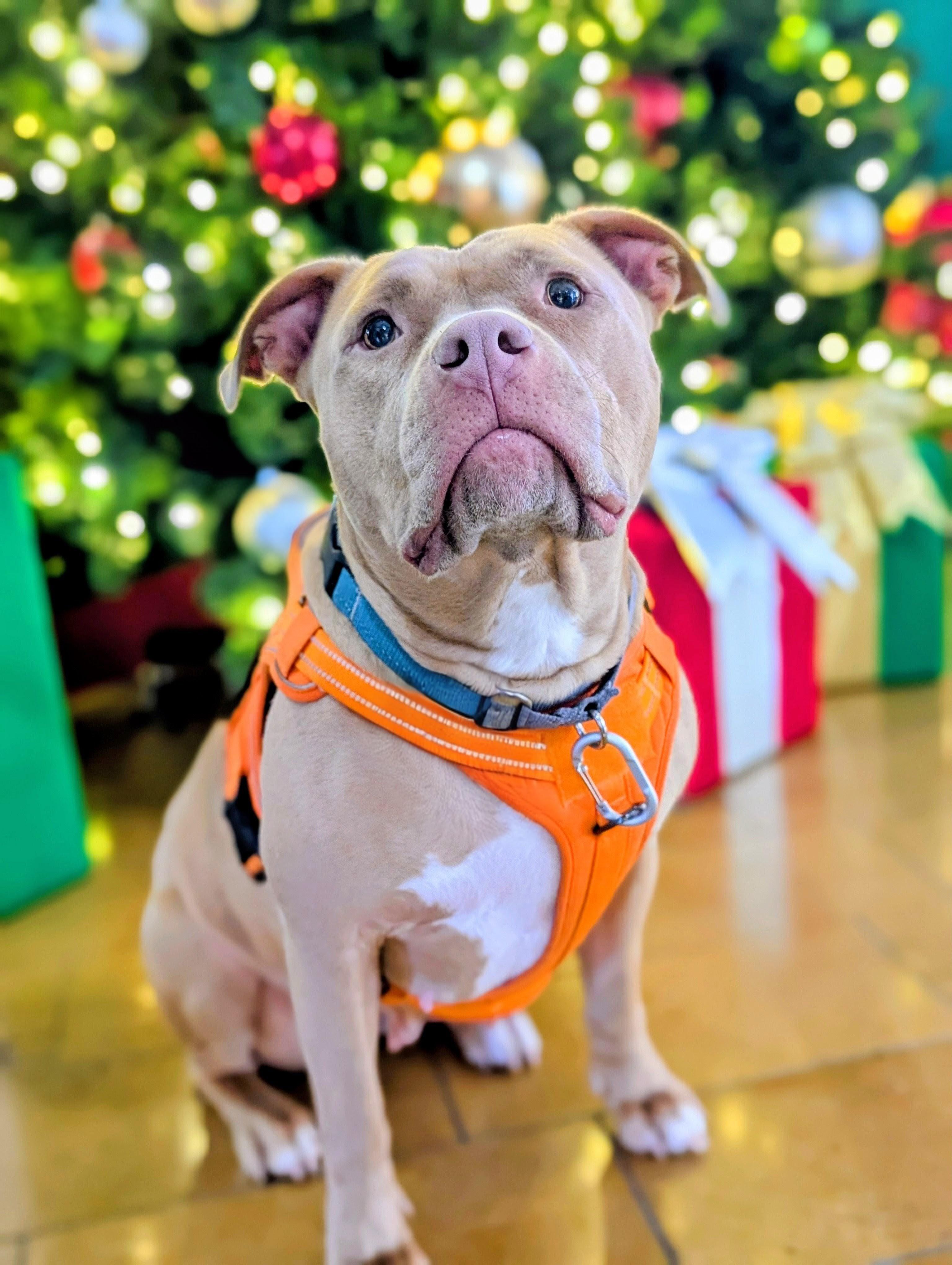 Honey, a Adopted American Bully in Olympia, WA image 1/6
