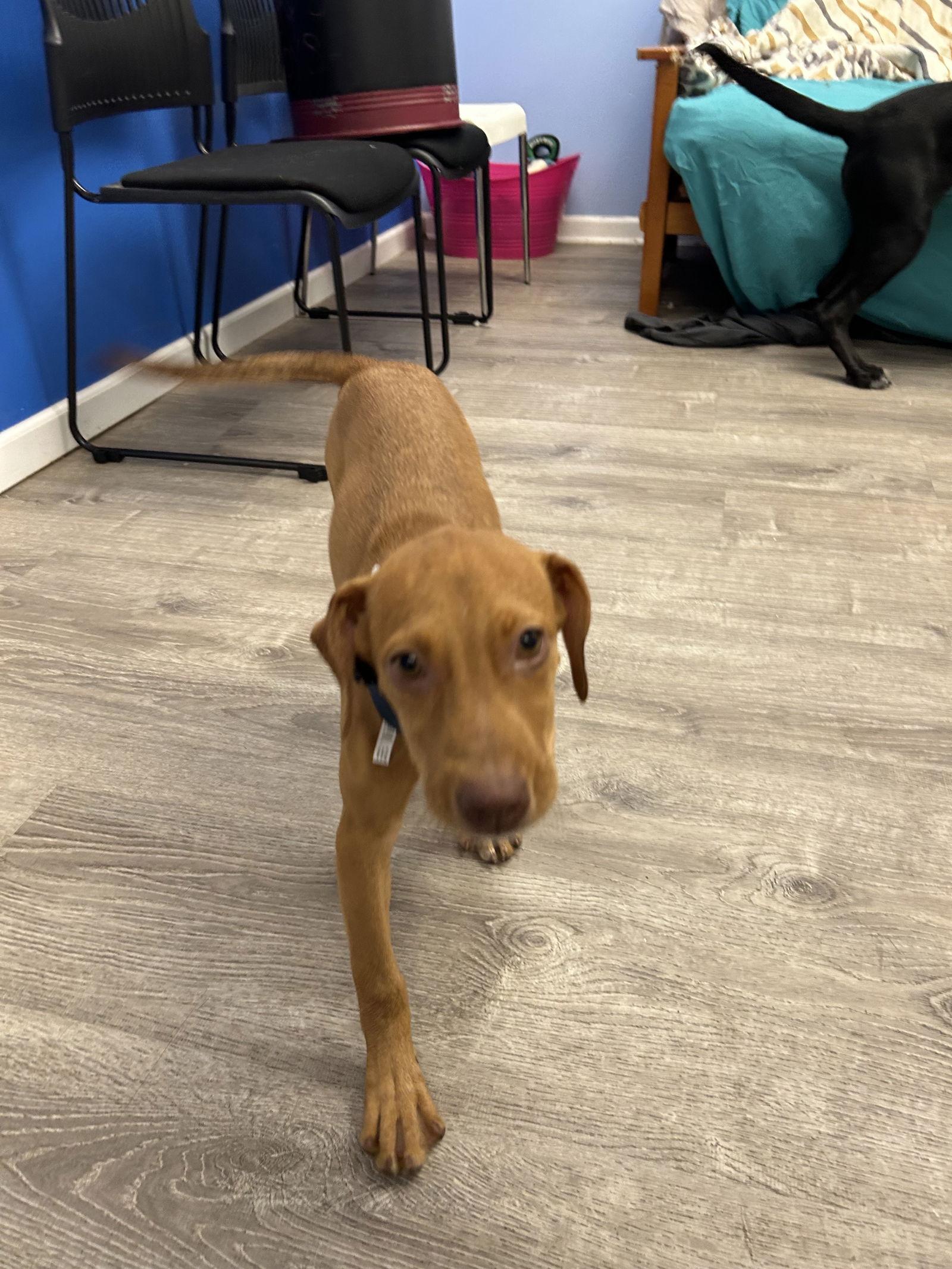 Cricket, Adopted, Puppy Female Labrador Retriever.