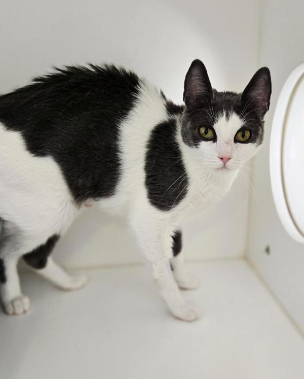 Linda *bonded To Chile*, Adoptable, Young Female Domestic Short Hair.