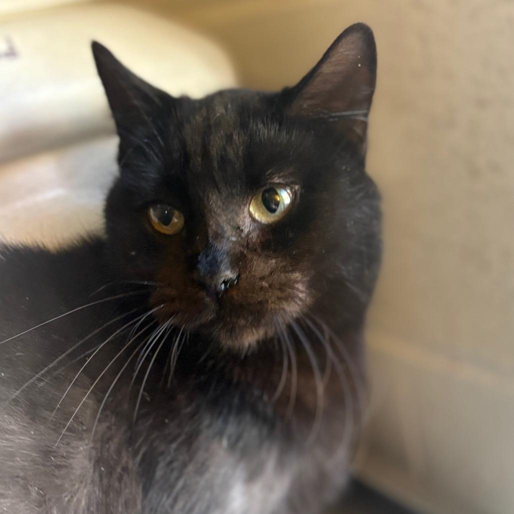 Enlarge Sandy, a Adoptable Domestic Short Hair in Morganton, NC image 1/2