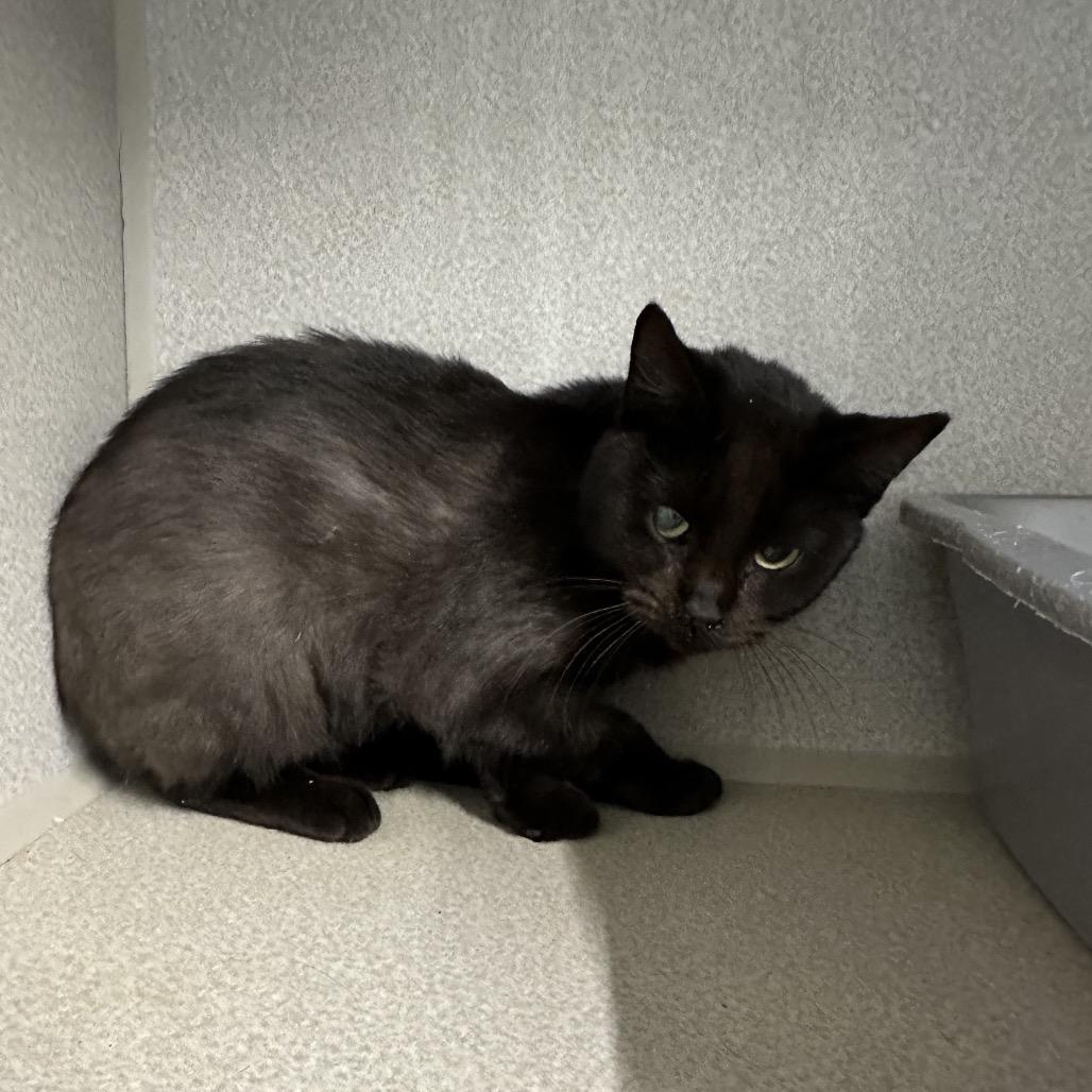 Enlarge Sandy, a Adoptable Domestic Short Hair in Morganton, NC image 2/2